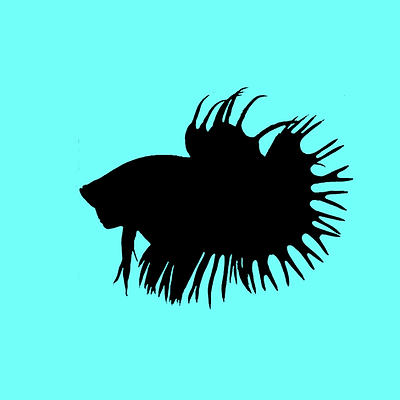 Detail Combtail Betta Nomer 13