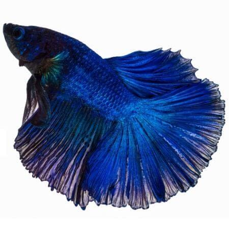 Detail Combtail Betta Nomer 15