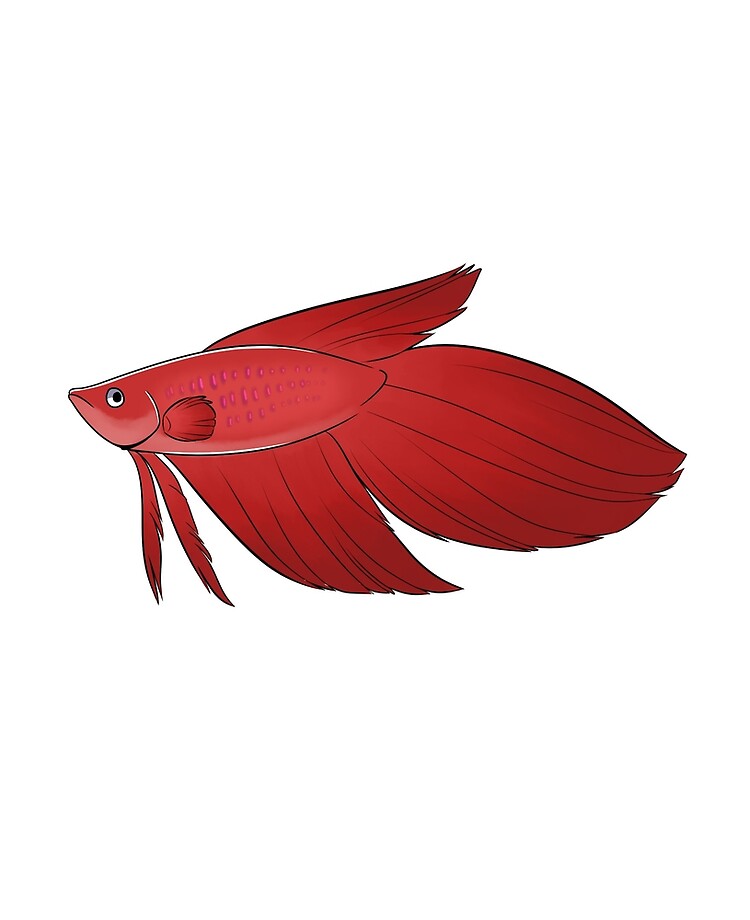 Detail Combtail Betta Nomer 2