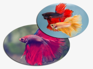 Detail Combtail Betta Nomer 22