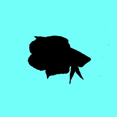 Detail Combtail Betta Nomer 23