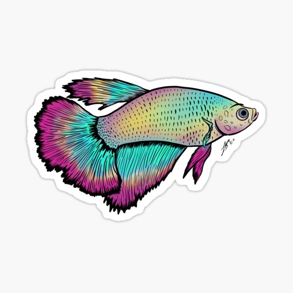 Detail Combtail Betta Nomer 24