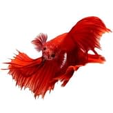 Detail Combtail Betta Nomer 25