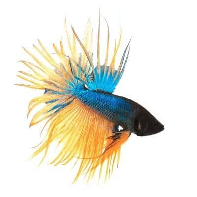 Detail Combtail Betta Nomer 3