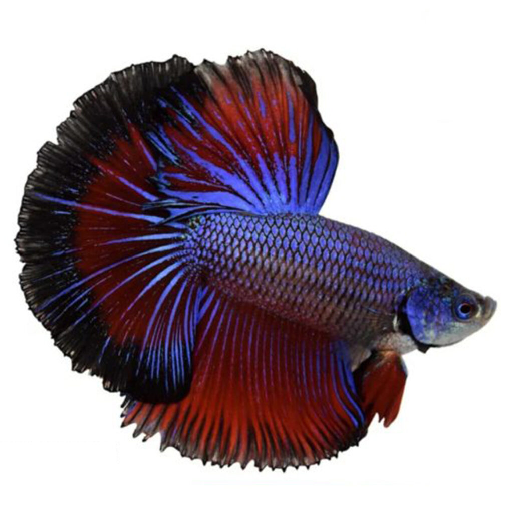 Detail Combtail Betta Nomer 6