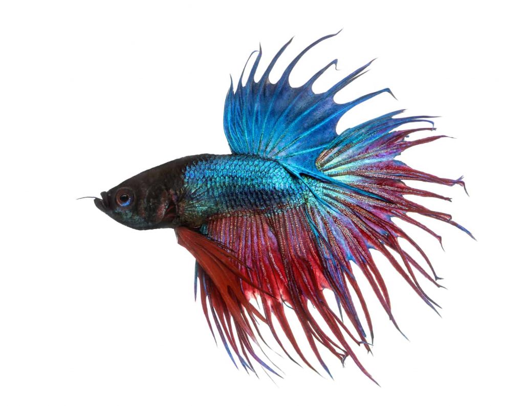 Detail Combtail Betta Nomer 7
