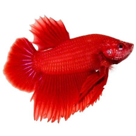 Detail Combtail Betta Nomer 9