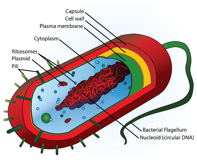 Detail Bilder Bakterien Nomer 3