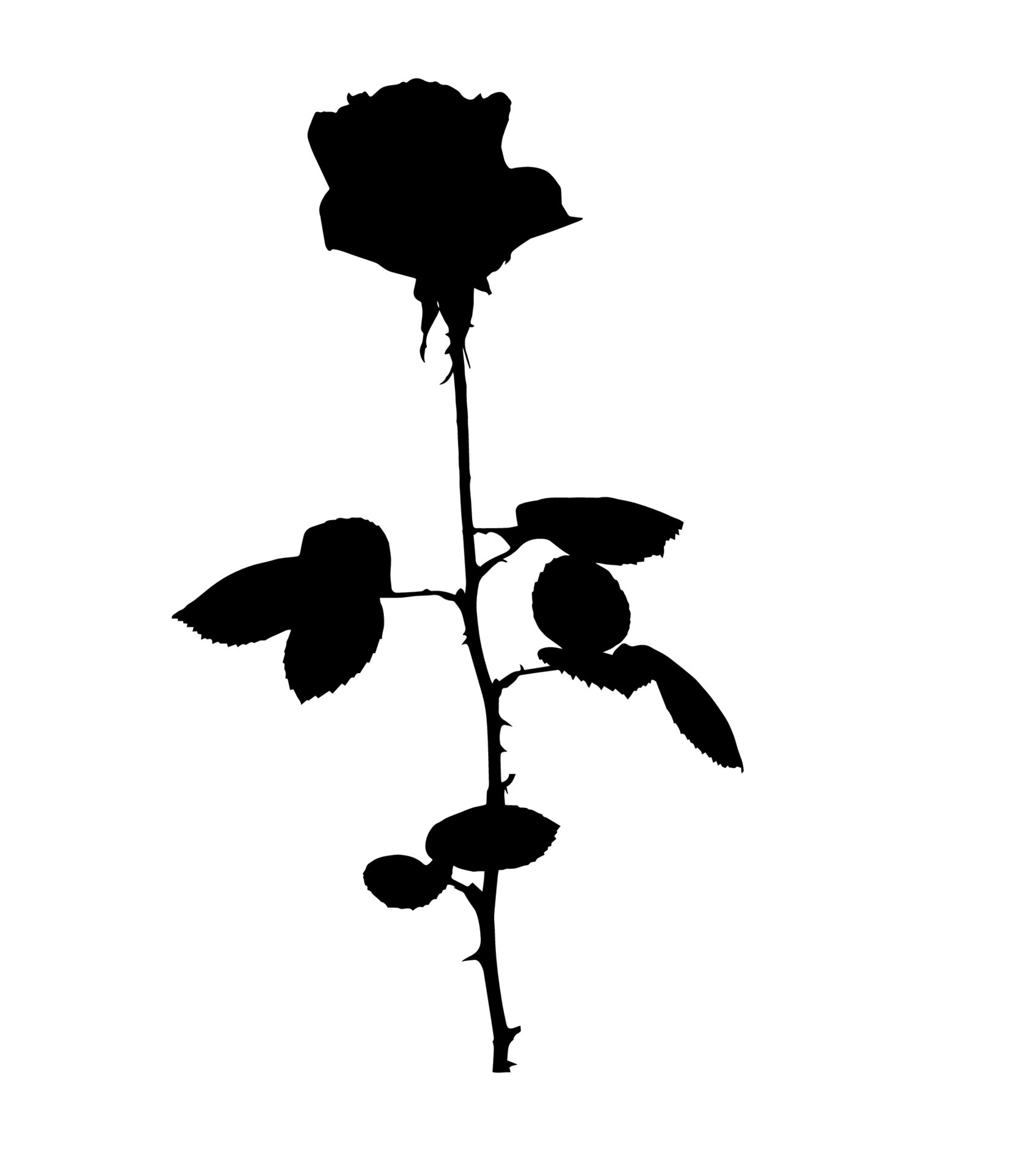 Detail Schwarze Rose Nomer 15