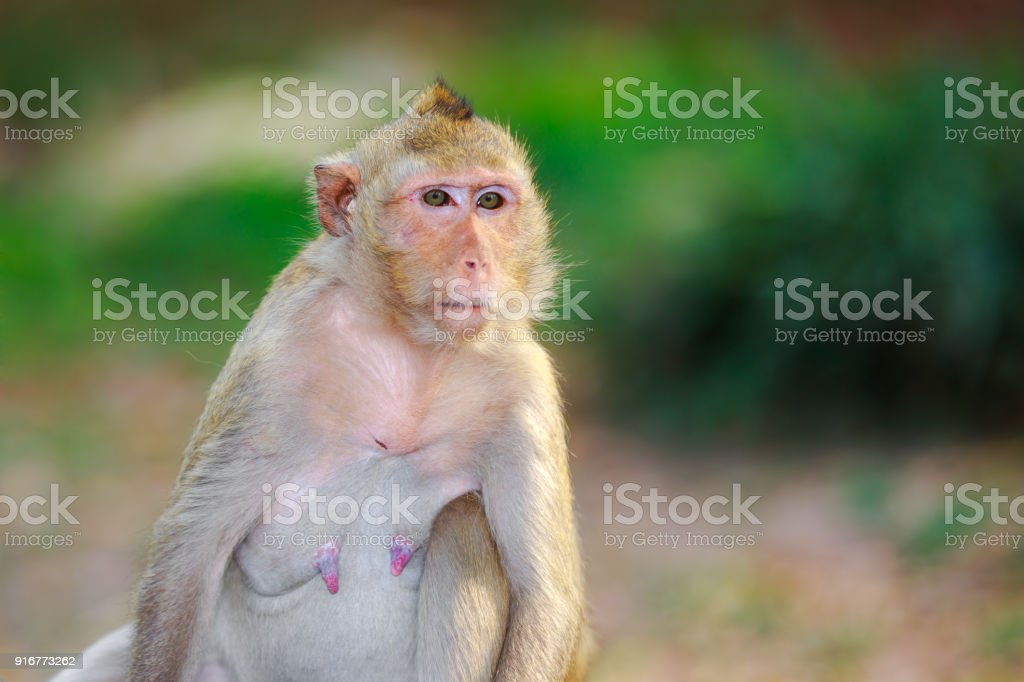Detail Foto Monyet Cantik Nomer 44