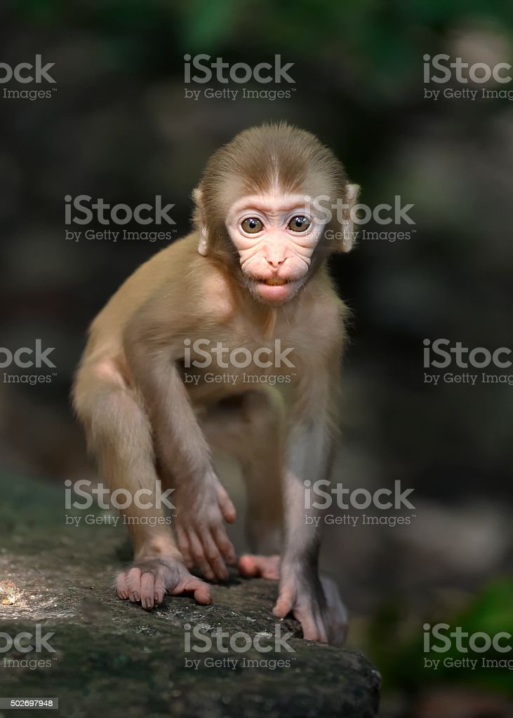 Detail Foto Monyet Cantik Nomer 46