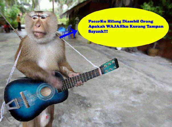 Download Foto Monyet Lucu Bikin Ngakak Nomer 22