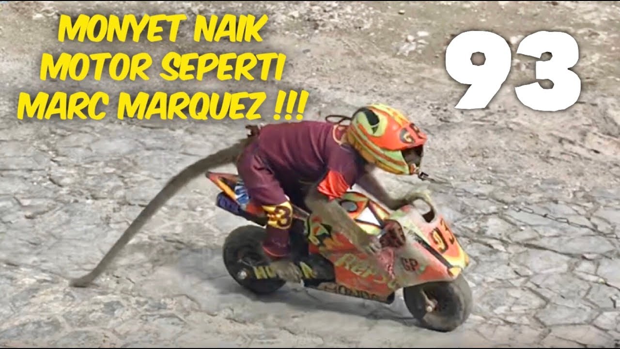 Detail Foto Monyet Naik Motor Nomer 8