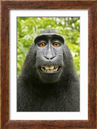 Detail Foto Monyet Selfie Nomer 22
