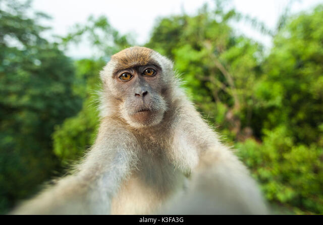 Detail Foto Monyet Selfie Nomer 34