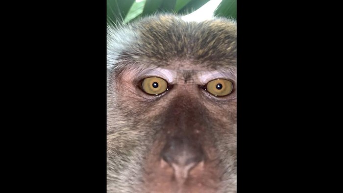 Detail Foto Monyet Selfie Nomer 40