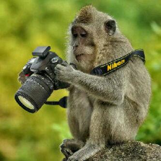 Detail Foto Monyet Selfie Nomer 47