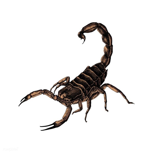 Detail Hintergrundbilder Skorpion Nomer 9