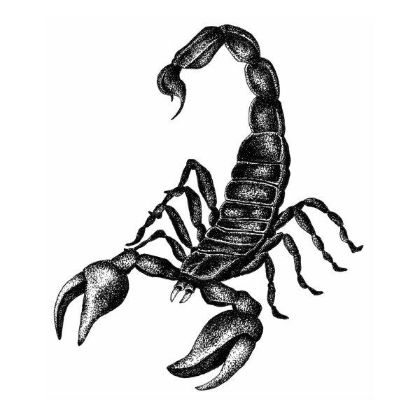 Detail Hintergrundbilder Skorpion Nomer 11