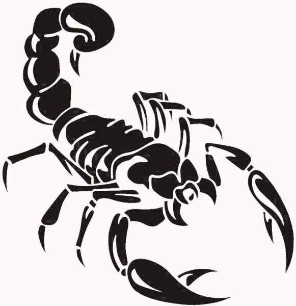 Detail Hintergrundbilder Skorpion Nomer 20