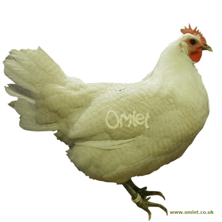 Detail Araucana Rosa Eier Nomer 9