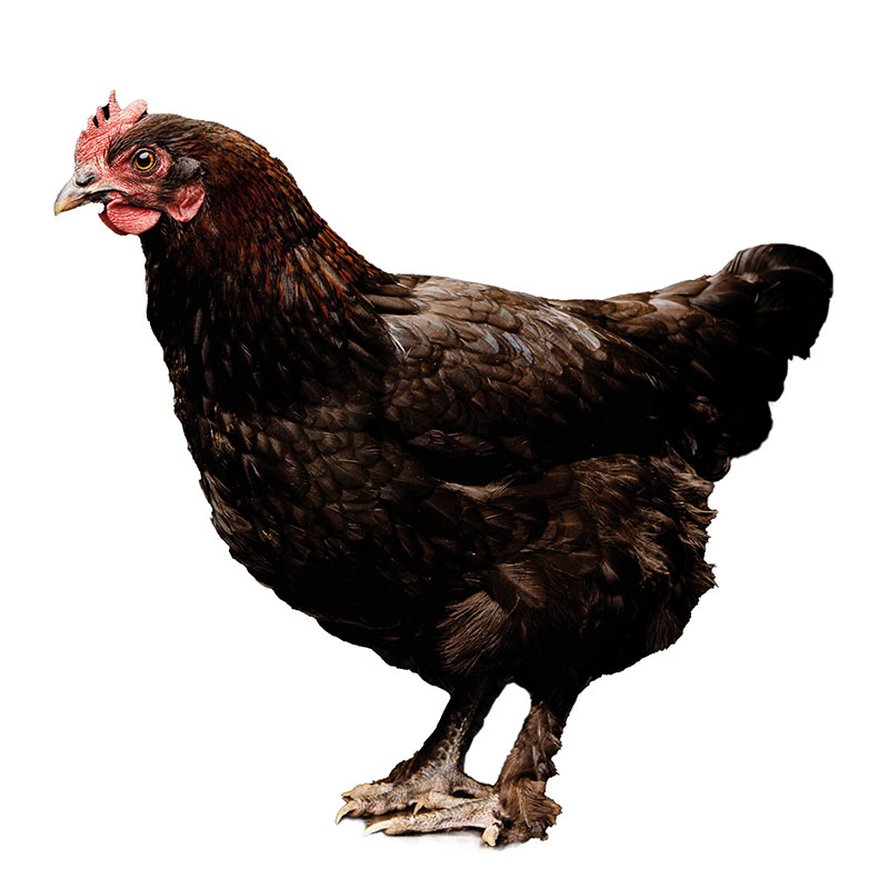 Detail Araucana Rosa Eier Nomer 2