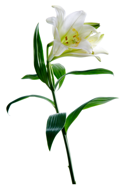 Detail Bilder Von Blumen Nomer 8