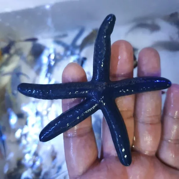 Detail Bintang Laut Biru Nomer 44
