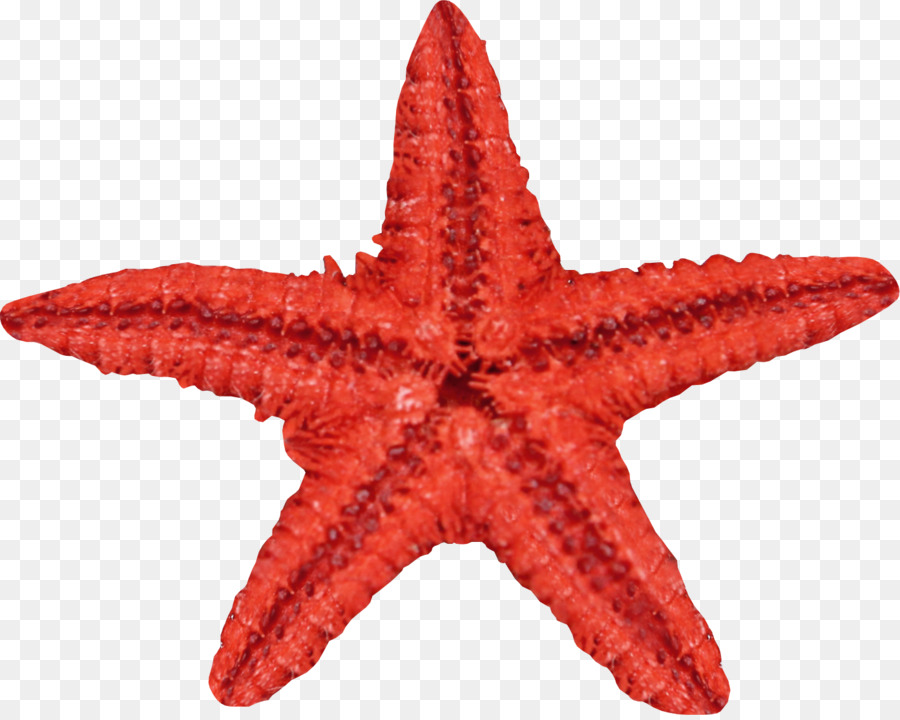 Detail Bintang Laut Png Nomer 11