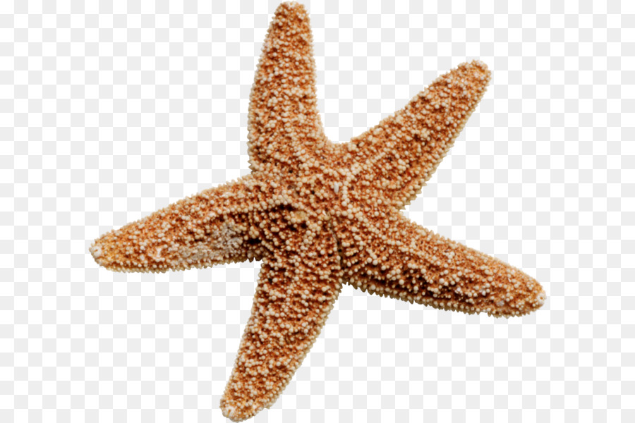 Detail Bintang Laut Png Nomer 19