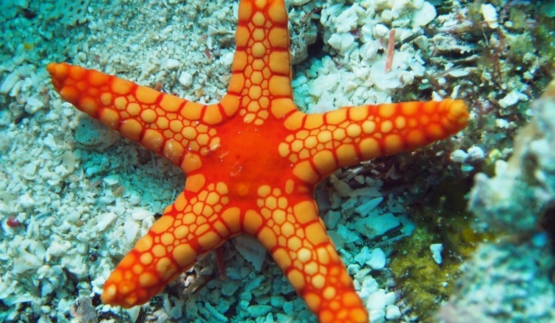 Detail Bintang Laut Raksasa Nomer 14