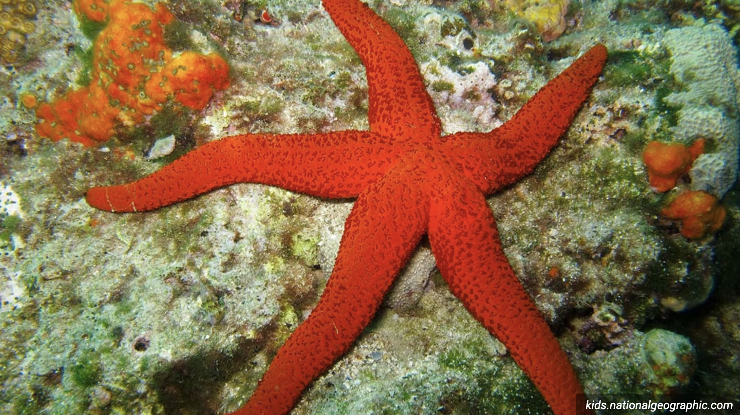 Detail Bintang Laut Raksasa Nomer 15