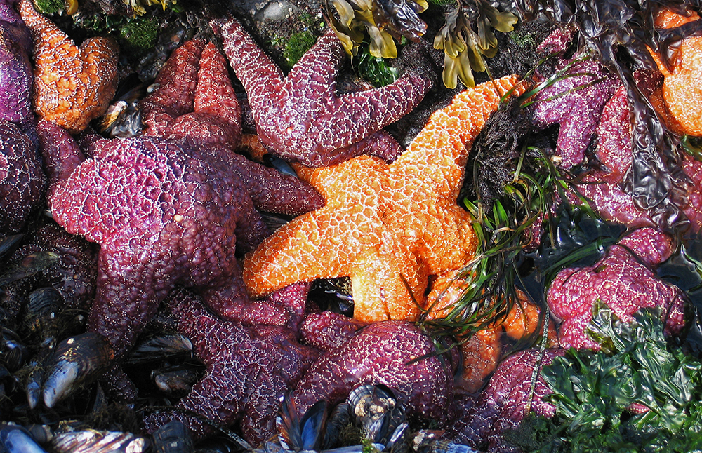 Detail Bintang Laut Raksasa Nomer 26
