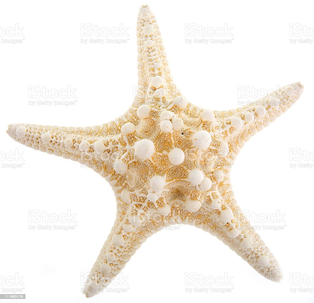Detail Bintang Laut Raksasa Nomer 6