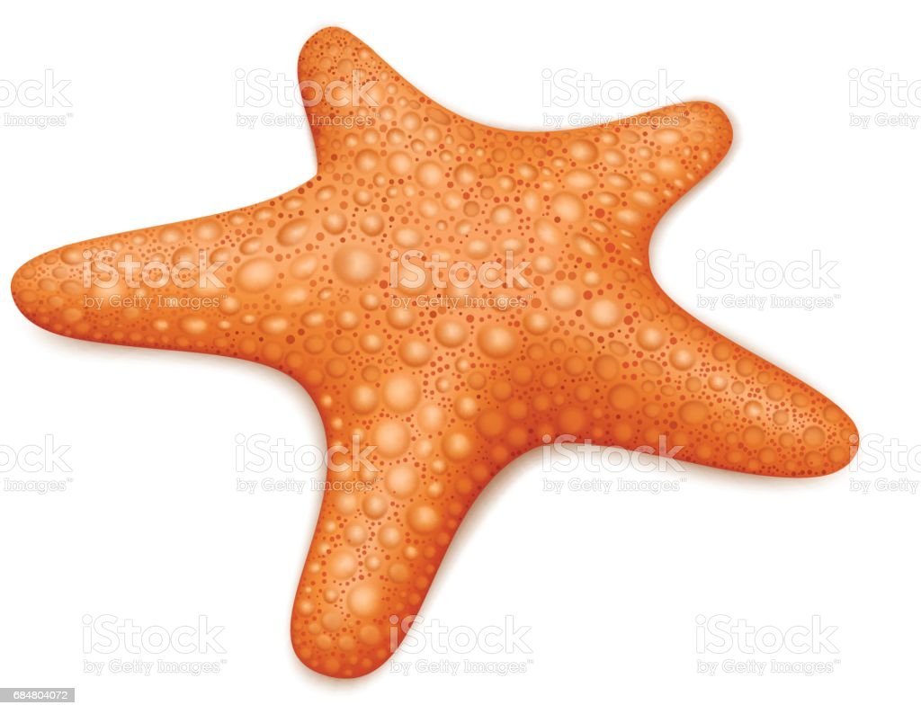 Detail Bintang Laut Vector Nomer 11