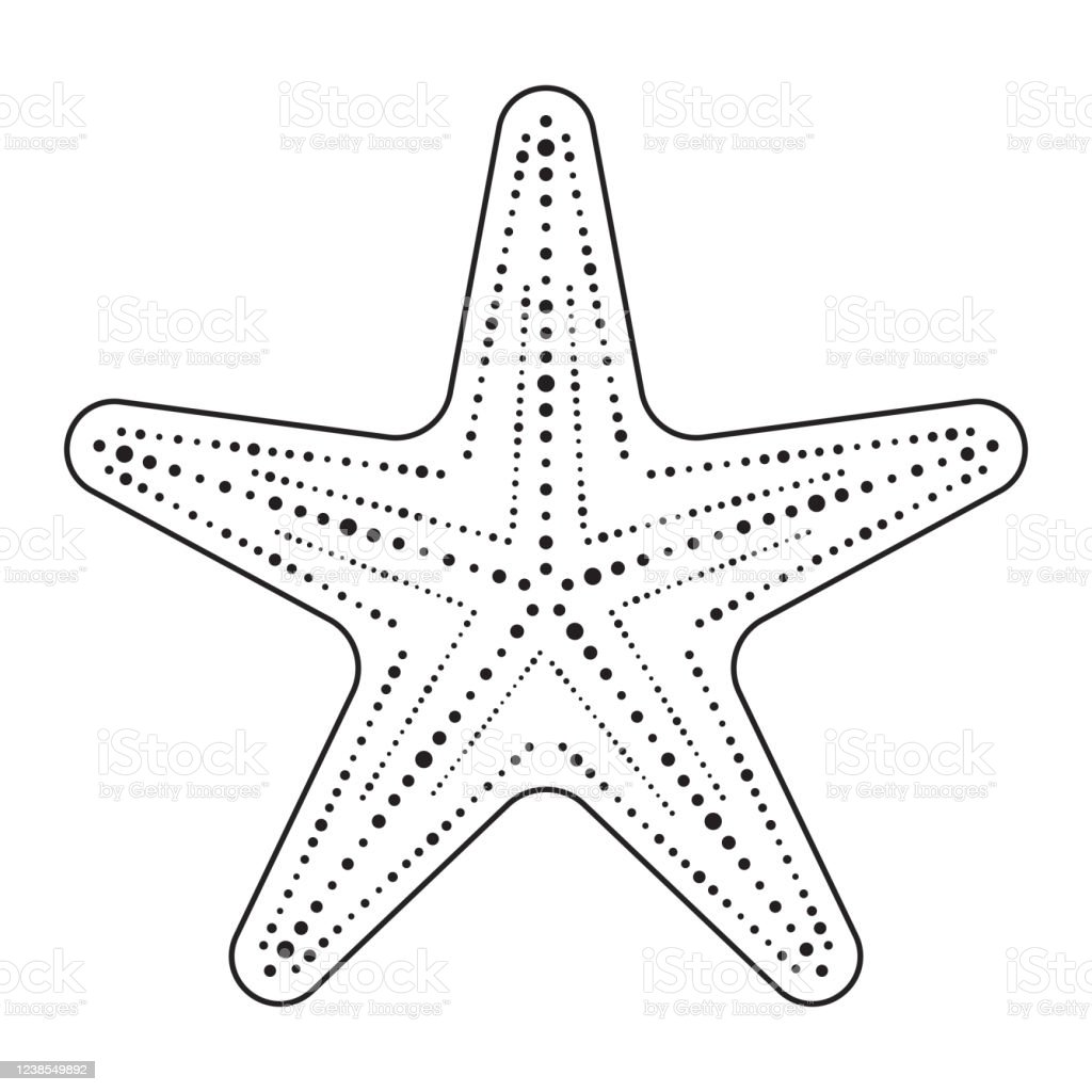 Detail Bintang Laut Vector Nomer 17
