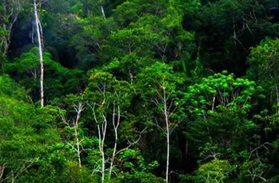 Detail Bioma Hutan Hujan Nomer 21