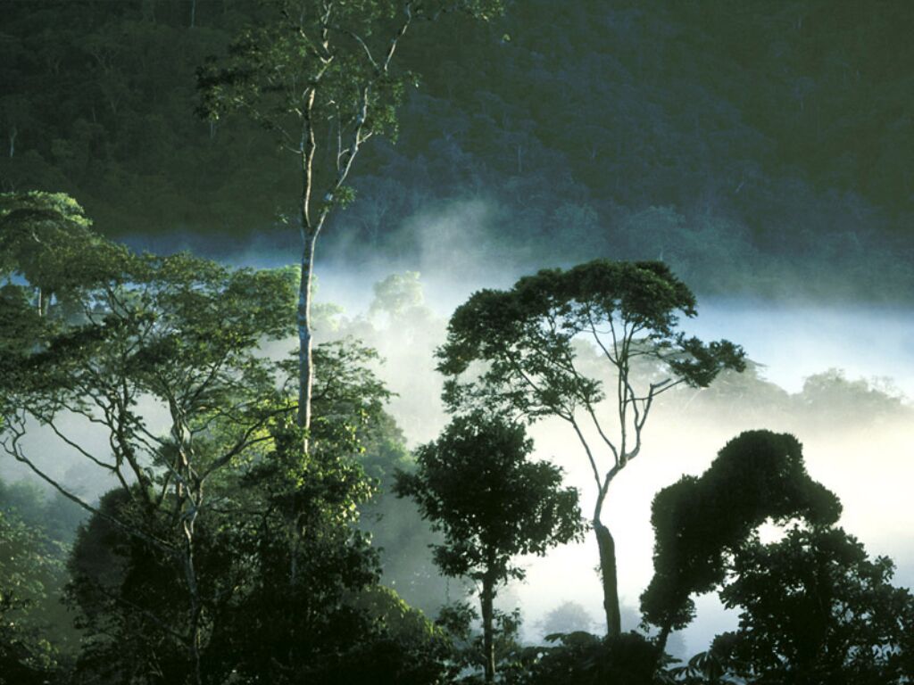Detail Bioma Hutan Hujan Nomer 8