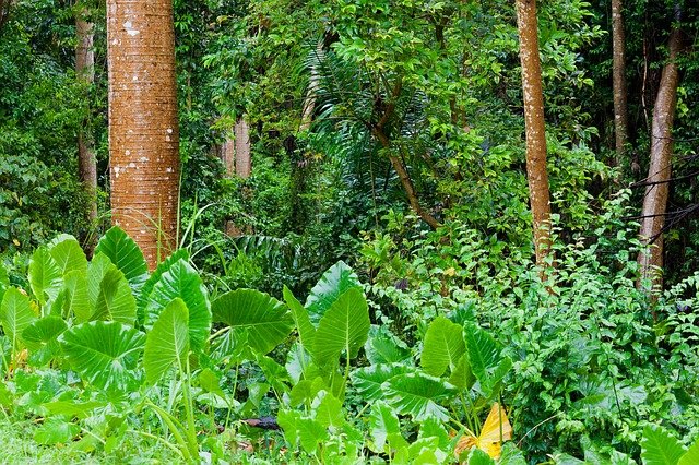 Detail Bioma Hutan Hujan Tropis Nomer 36