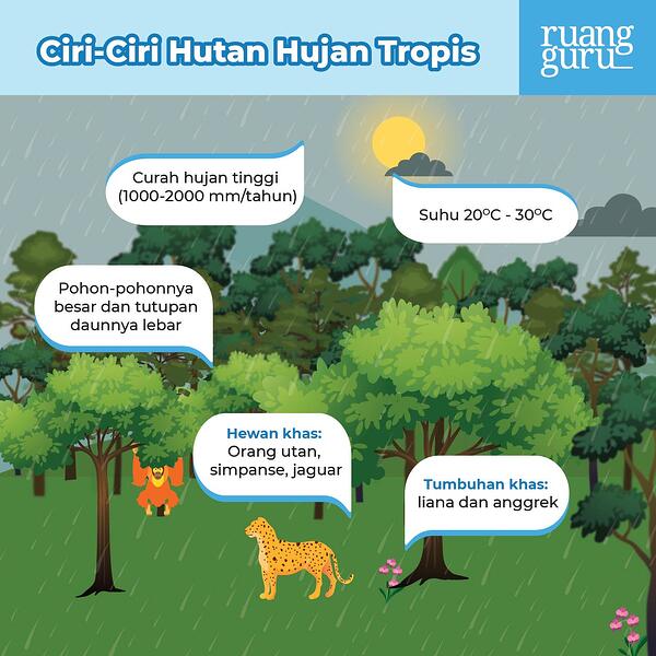 Detail Bioma Hutan Hujan Tropis Nomer 6