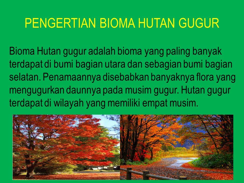 Detail Bioma Hutan Musim Nomer 50