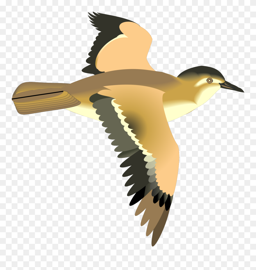 Detail Bird Animation Png Nomer 17