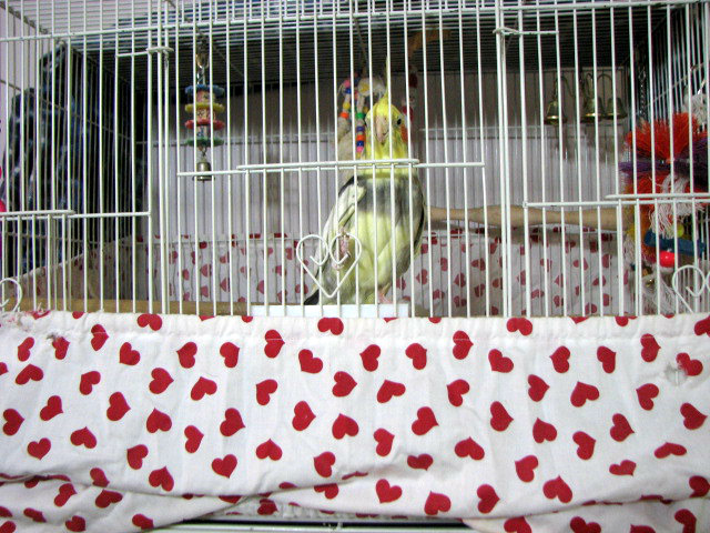 Detail Bird Cage Apron Nomer 55