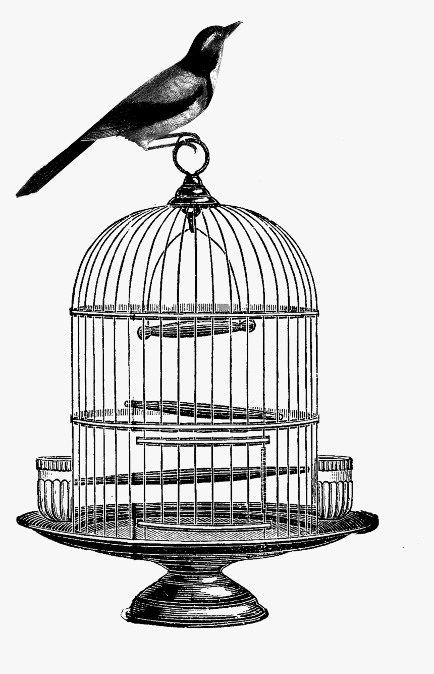 Detail Bird Cage Transparent Nomer 32