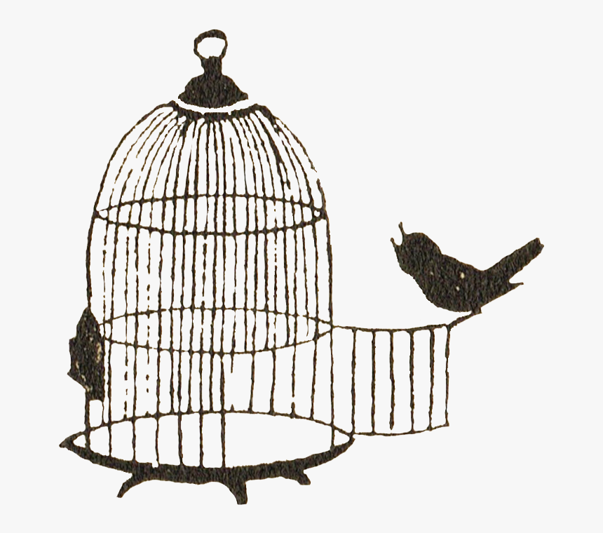 Detail Bird Cage Transparent Nomer 38