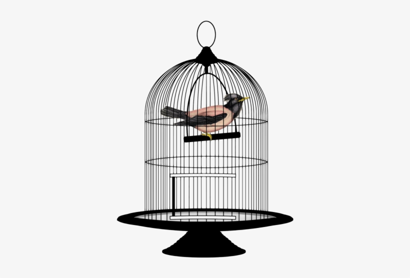 Detail Bird Cage Transparent Nomer 6