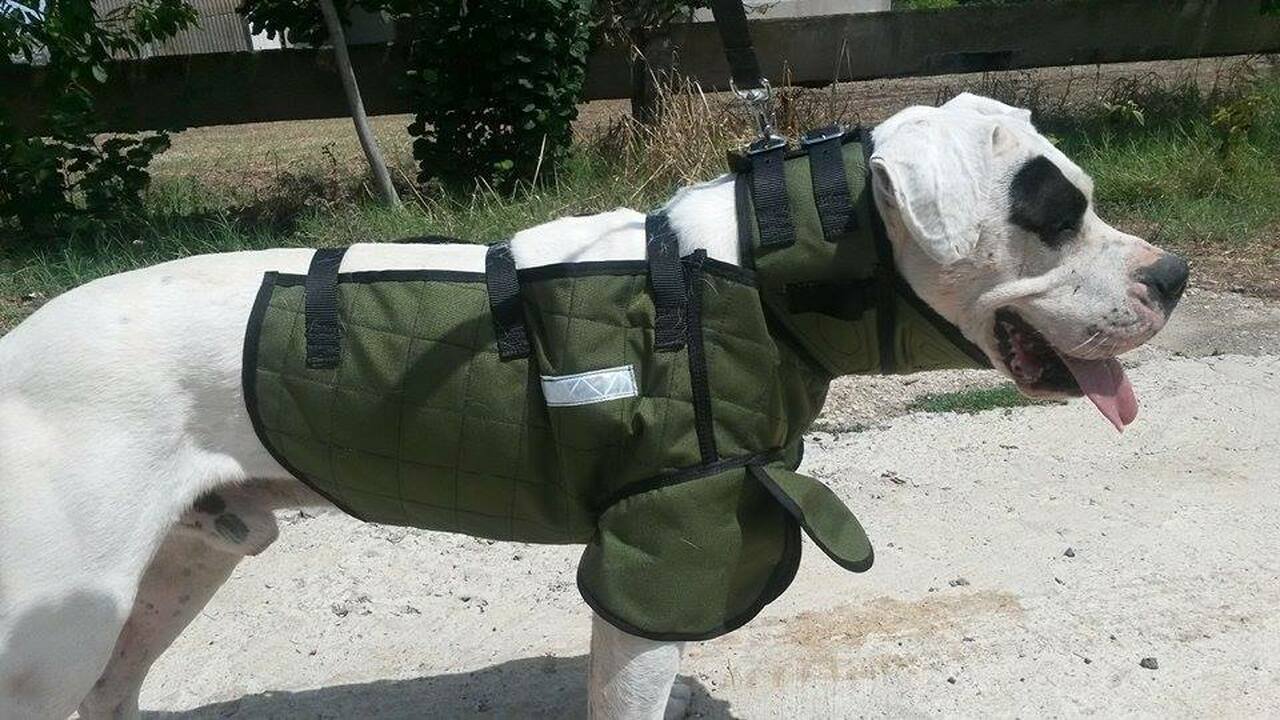 Detail Bird Dog Armor Vest Nomer 22