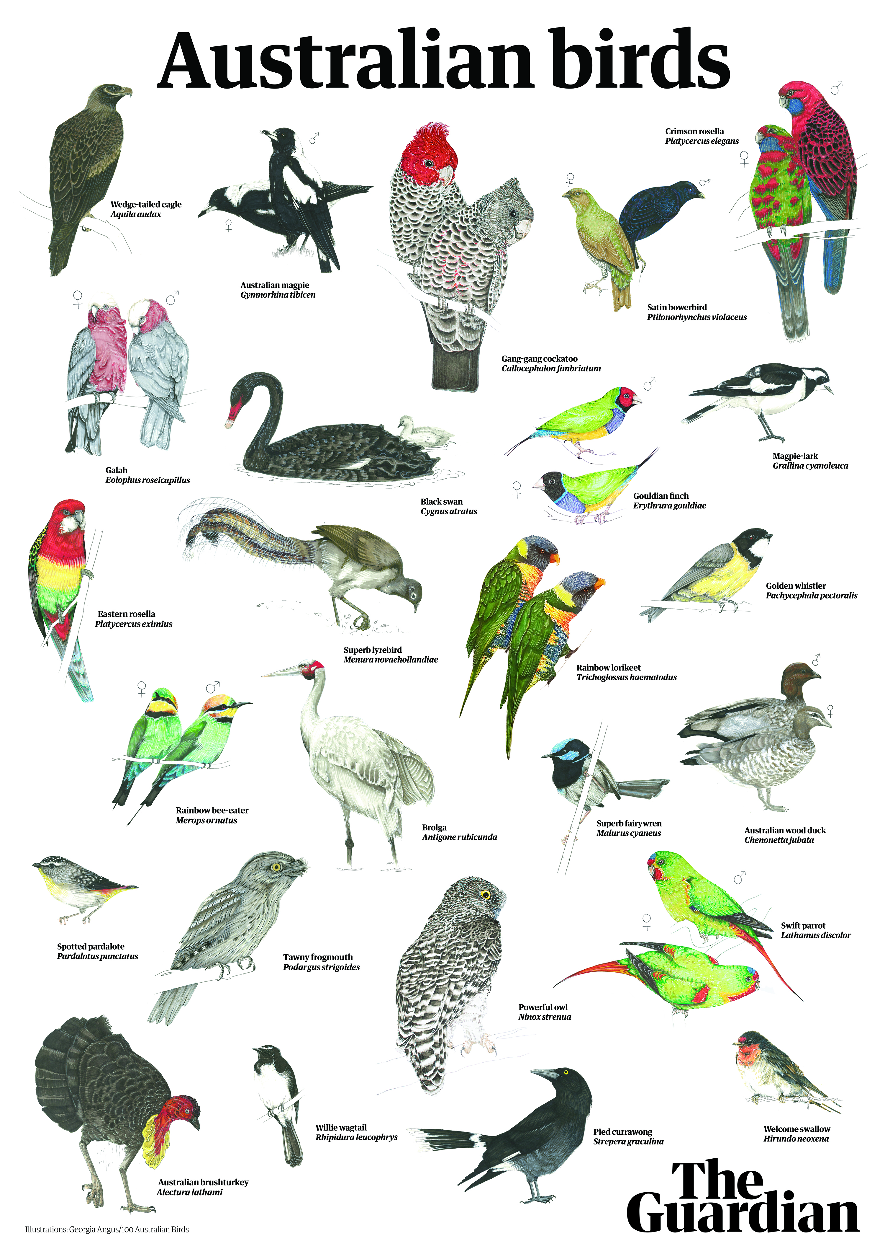 Detail Bird Download Nomer 17