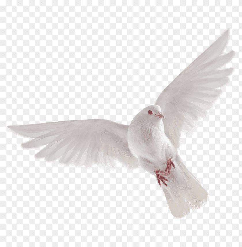 Detail Bird Download Nomer 33