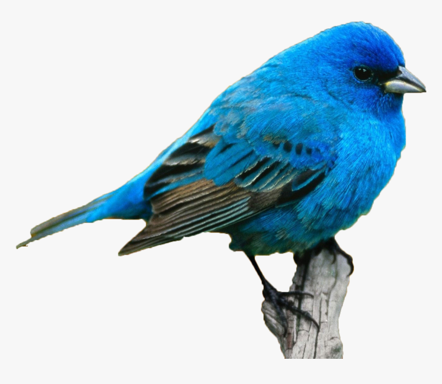 Detail Bird Download Nomer 47